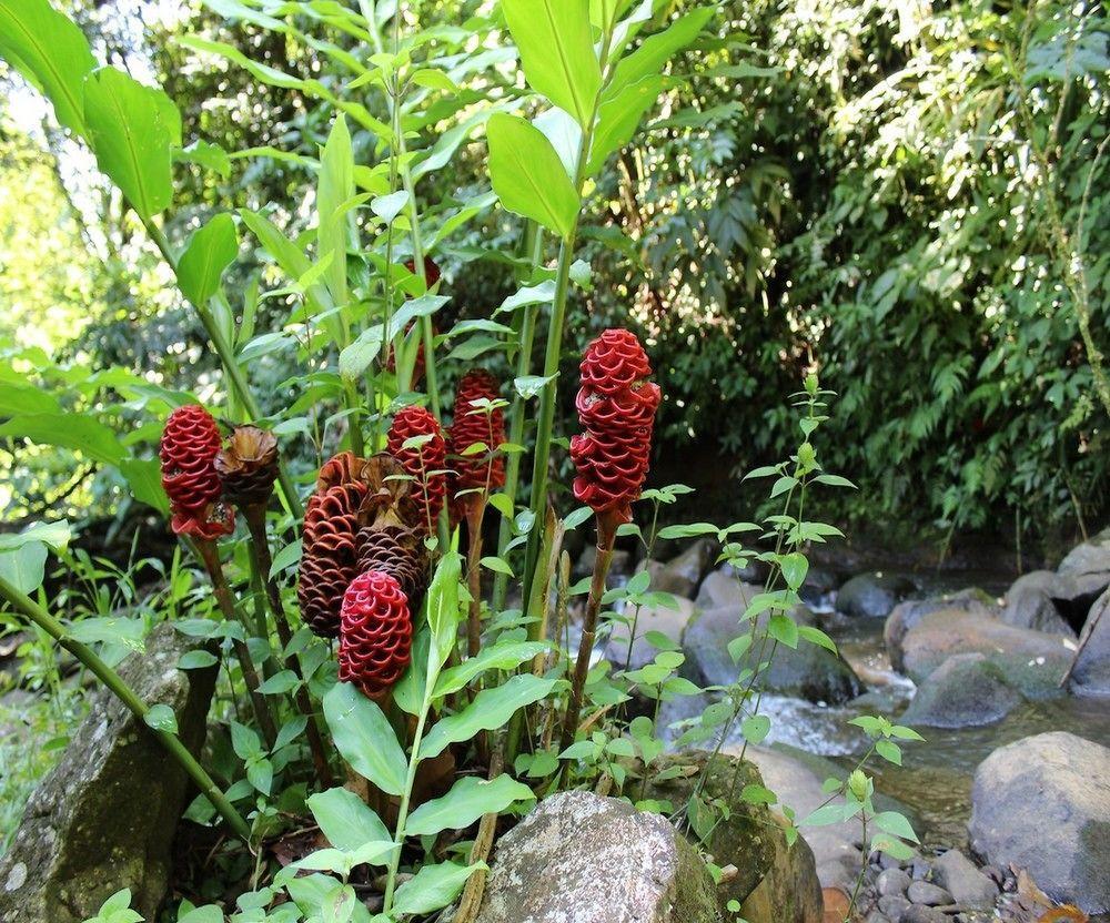 Agua Inn Nuevo Arenal Esterno foto
