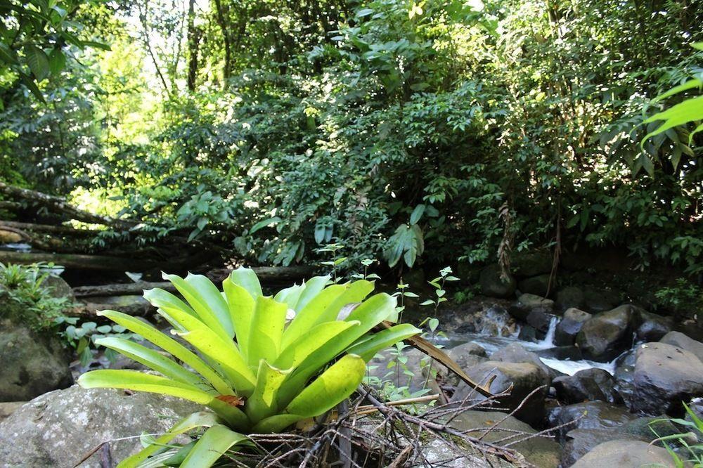 Agua Inn Nuevo Arenal Esterno foto